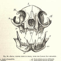 anatomical drawing of a cat skull